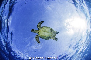 One of my favorite things to do is find turtles coming to... by Chase Darnell 